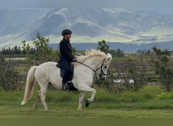Islandpferd, Stute, 9 Jahre, 142 cm, Schimmel