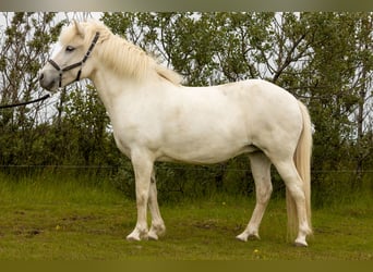 Islandpferd, Stute, 9 Jahre, 142 cm, Schimmel