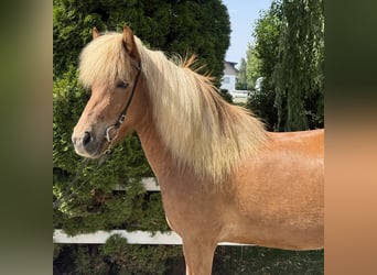 Islandpferd, Stute, 9 Jahre, 143 cm, Fuchs