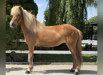 Islandpferd, Stute, 9 Jahre, 143 cm, Fuchs