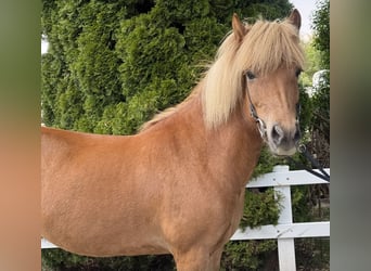 Islandpferd, Stute, 9 Jahre, 143 cm, Fuchs