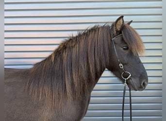 Islandpferd, Stute, 9 Jahre, 143 cm, Rappe