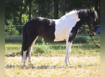 Islandpferd, Stute, 9 Jahre, 143 cm, Schecke