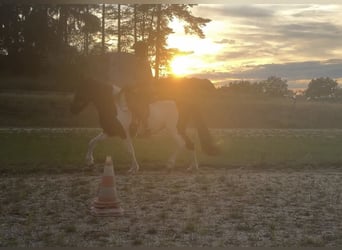 Islandpferd, Stute, 9 Jahre, 143 cm, Schecke