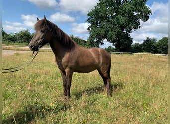 Islandpferd, Stute, 9 Jahre, 144 cm, Brauner