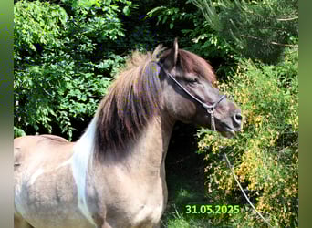 Islandpferd, Stute, 9 Jahre, 144 cm, Schecke