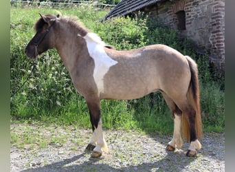 Islandpferd, Stute, 9 Jahre, 144 cm, Schecke