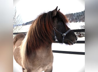 Islandpferd, Stute, 9 Jahre, 144 cm, Schecke