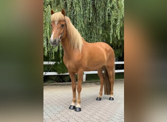 Islandpferd, Stute, 9 Jahre, 145 cm, Fuchs