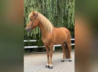 Islandpferd, Stute, 9 Jahre, 145 cm, Fuchs