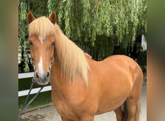 Islandpferd, Stute, 9 Jahre, 145 cm, Fuchs