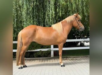 Islandpferd, Stute, 9 Jahre, 145 cm, Fuchs