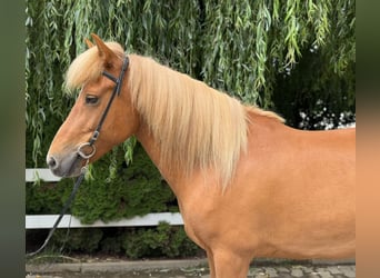 Islandpferd, Stute, 9 Jahre, 145 cm, Fuchs