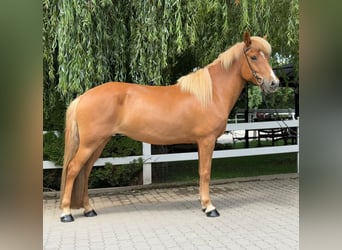 Islandpferd, Stute, 9 Jahre, 145 cm, Fuchs