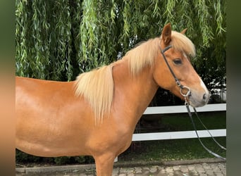 Islandpferd, Stute, 9 Jahre, 145 cm, Fuchs