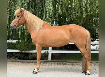 Islandpferd, Stute, 9 Jahre, 145 cm, Fuchs