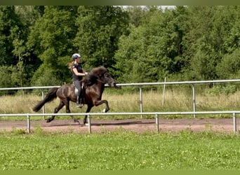 Islandpferd, Stute, 9 Jahre, 145 cm, Rappe