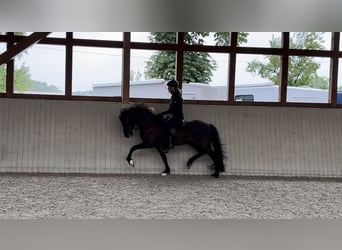 Islandpferd, Stute, 9 Jahre, 145 cm, Rappe