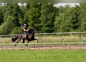 Islandpferd, Stute, 9 Jahre, 145 cm, Rappe