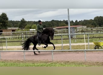 Islandpferd, Stute, 9 Jahre, 145 cm, Rappe