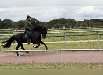 Islandpferd, Stute, 9 Jahre, 145 cm, Rappe