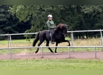 Islandpferd, Stute, 9 Jahre, 145 cm, Rappe