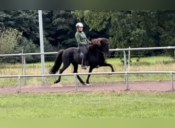 Islandpferd, Stute, 9 Jahre, 145 cm, Rappe