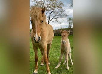 Islandpferd, Stute, 9 Jahre, 147 cm, Falbe