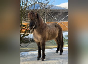 Islandpferd, Stute, 9 Jahre, 148 cm, Falbe