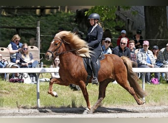 Islandpferd, Stute, 9 Jahre, 148 cm, Fuchs