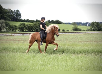 Islandpferd, Stute, 9 Jahre, 152 cm, Fuchs