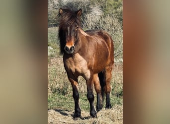 Islandpferd, Stute, 9 Jahre, Brauner