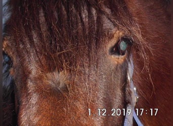 Islandpferd, Stute, 9 Jahre, Brauner