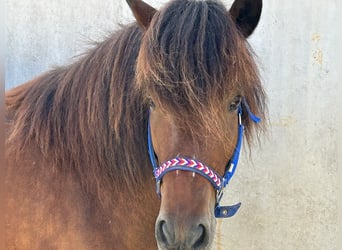 Islandpferd, Stute, 9 Jahre, Brauner