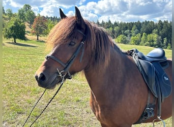 Islandpferd, Stute, 9 Jahre, Brauner
