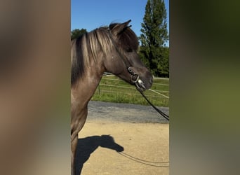Islandpferd, Stute, 9 Jahre, Falbe