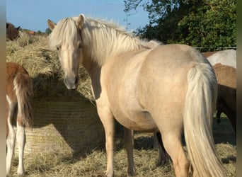 Islandpferd, Stute, 9 Jahre, Palomino