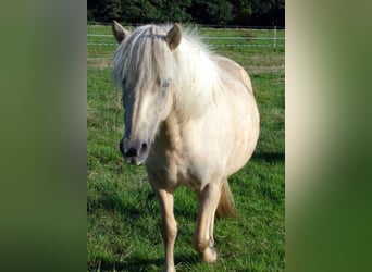 Islandpferd, Stute, 9 Jahre, Palomino