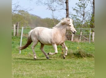 Islandpferd, Stute, 9 Jahre, Palomino