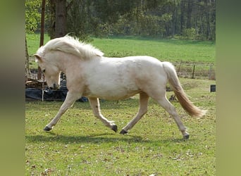 Islandpferd, Stute, 9 Jahre, Palomino