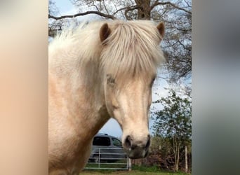 Islandpferd, Stute, 9 Jahre, Palomino