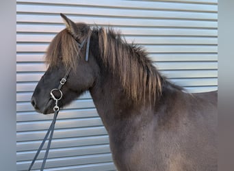 Islandpferd, Stute, 9 Jahre, Rappe