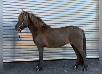 Islandpferd, Stute, 9 Jahre, Rappe