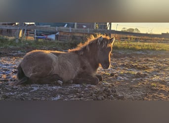 Islandpferd, Stute, Fohlen (05/2025), 100 cm, Falbe