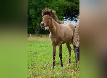 Islandpferd, Stute, Fohlen (04/2025), 135 cm, Falbe