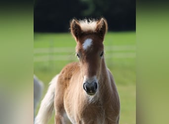 Islandpferd, Stute, Fohlen (06/2025), 138 cm, Schecke