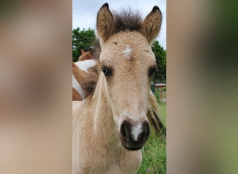 Islandpferd, Stute, , 139 cm, Buckskin