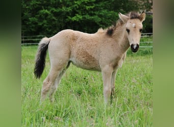 Islandpferd, Stute, , 139 cm, Buckskin