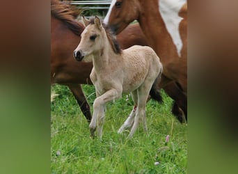 Islandpferd, Stute, , 139 cm, Buckskin