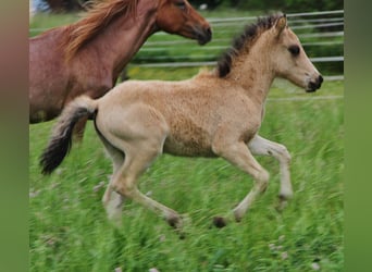 Islandpferd, Stute, , 139 cm, Buckskin